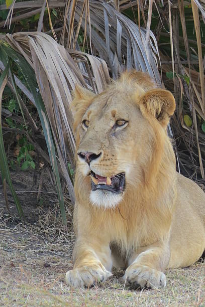 istock Male Lion in the Selous Game Reserve 526884103