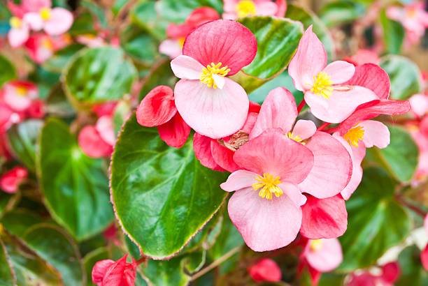 istock beautiful pink flowers 526895337