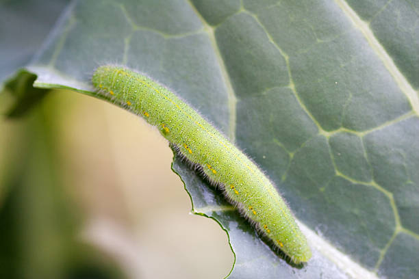 istock Larva of pieris rapae 526895347