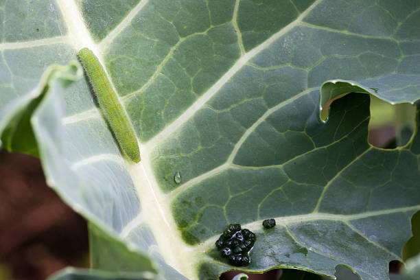 larwa z pieris rapae - inchworm zdjęcia i obrazy z banku zdjęć