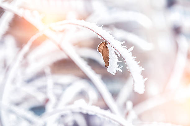 istock Hoarfrost and snow on the trees in winter forest 526896537
