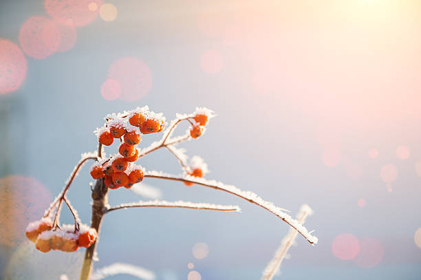 istock Rowan berries in the frost 526896539