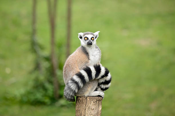 Lemur sitting on a log funny staring fixed gaze Lemur sitting on a log funny staring fixed gaze big eyes lemur catta stock pictures, royalty-free photos & images