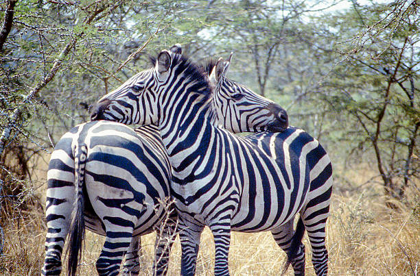 Two Zebras Nudging each other Akagera National Park Rwanda Two Zebras Nudging each other Akagera National Park Rwanda akagera national park stock pictures, royalty-free photos & images
