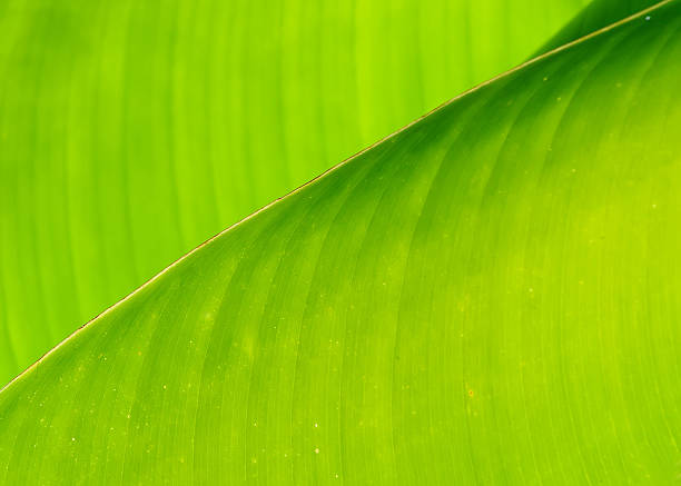 istock Texture of a green leaf as background 526897335