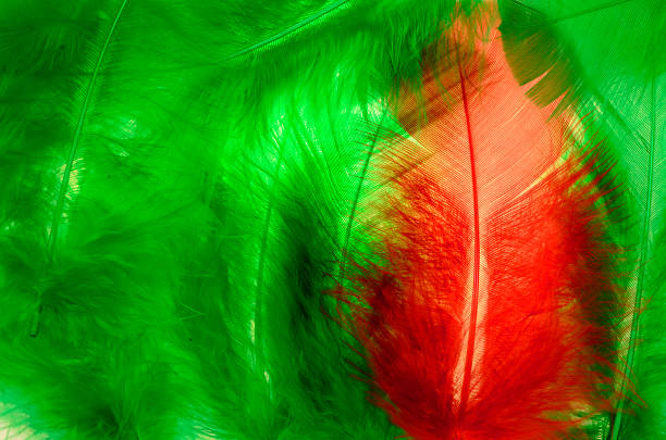 feather-frame - feather boa feather isolated red stock-fotos und bilder