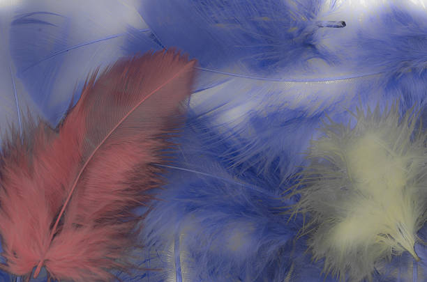 cadre de plumes - feather boa feather isolated red photos et images de collection