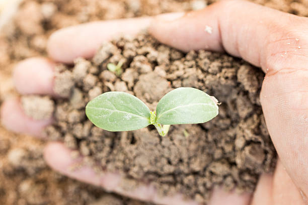 istock hand hold young plant for grow 526900267