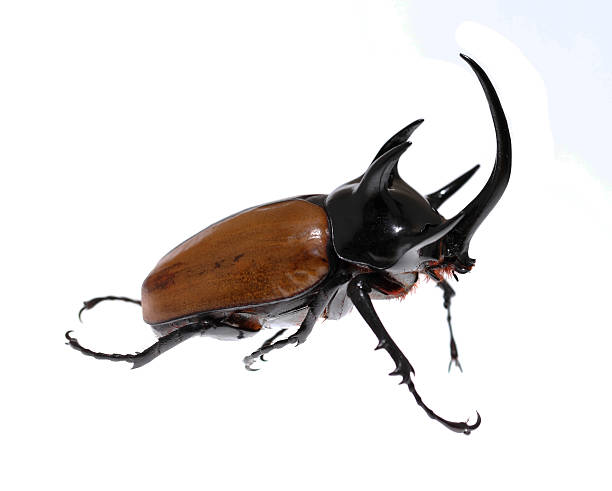 istock Golden five horned rhino beetle on a white background. 526900305