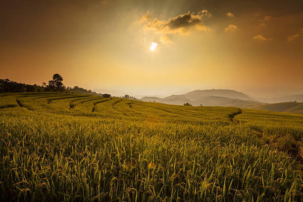 istock green terraced rice field during sunset at Chiangmai 526901659