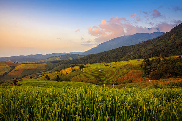 istock green terraced rice field during sunset at Chiangmai 526901661