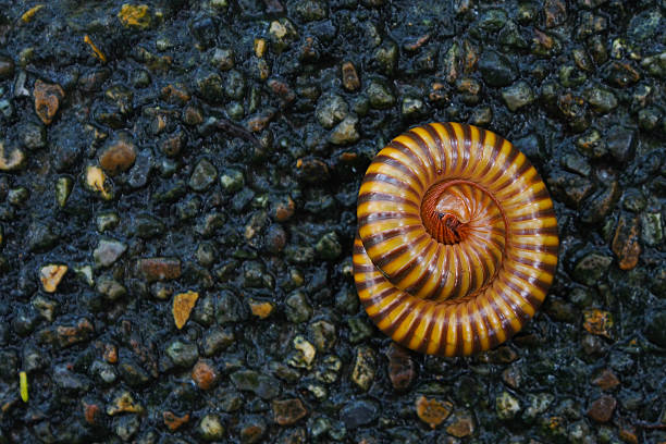istock Millipede on the wet floor after the rain 526902265