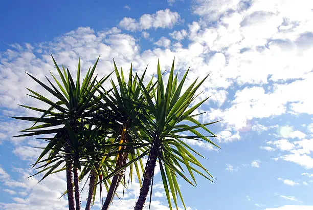  Giant yucca (Yucca elephantipes) and blue sky with white clouds 