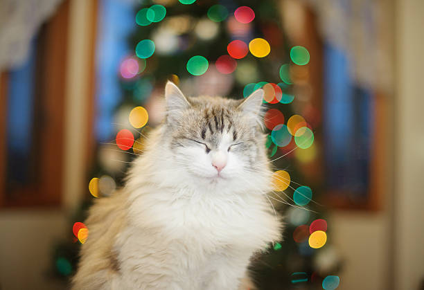 istock Carefree and Smiling Christmas Cat 526916685