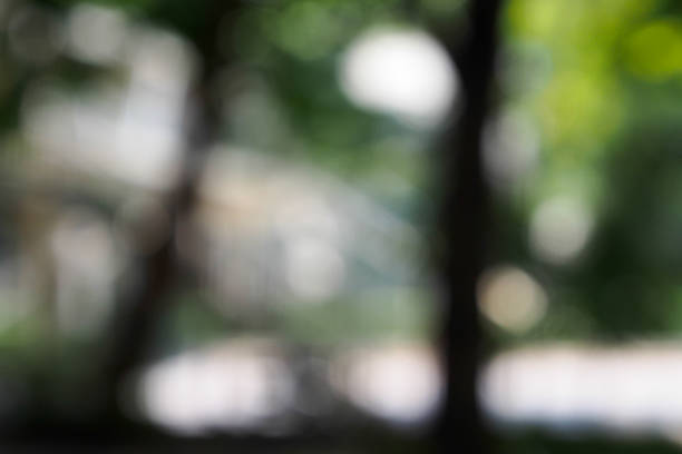 istock Blur and Soft Focus of  the tree 526917073