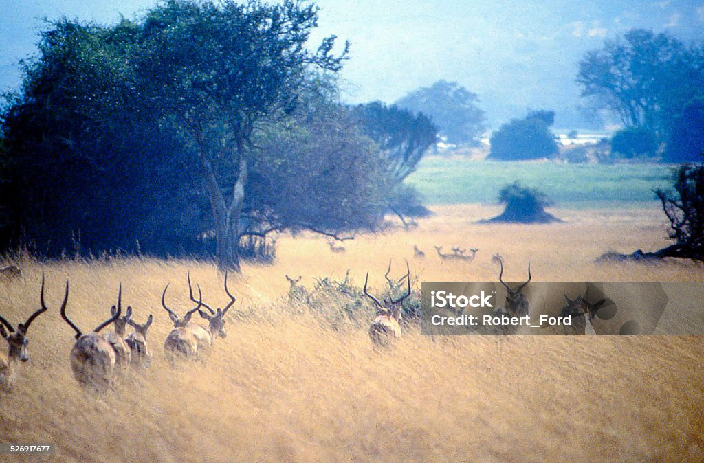 Gazelle Antelope Tall Grass Savanna Akagera National Park Rwanda Africa Gazelle and Antelope in Tall Grass Savanna Akagera National Park Rwanda Africa Africa Stock Photo