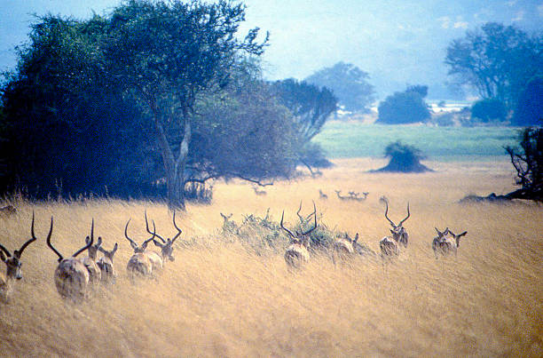 Gazelle Antelope Tall Grass Savanna Akagera National Park Rwanda Africa Gazelle and Antelope in Tall Grass Savanna Akagera National Park Rwanda Africa akagera national park stock pictures, royalty-free photos & images