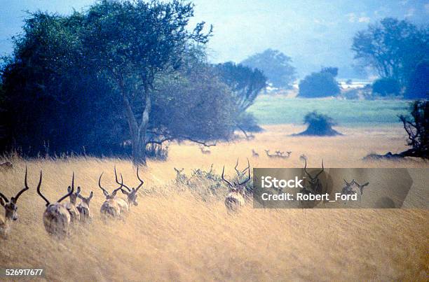Gazelle Antelope Tall Grass Savanna Akagera National Park Rwanda Africa Stock Photo - Download Image Now