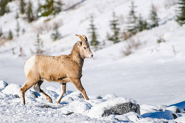 istock Rocky Mountain Bighorn Sheep (Ovis canadensis) 526918285
