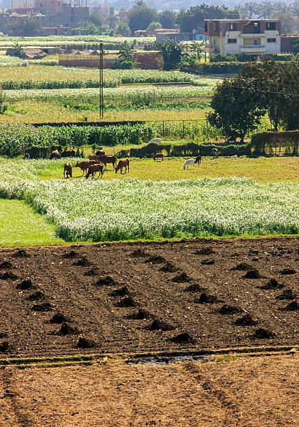istock Green field in a village 526918653