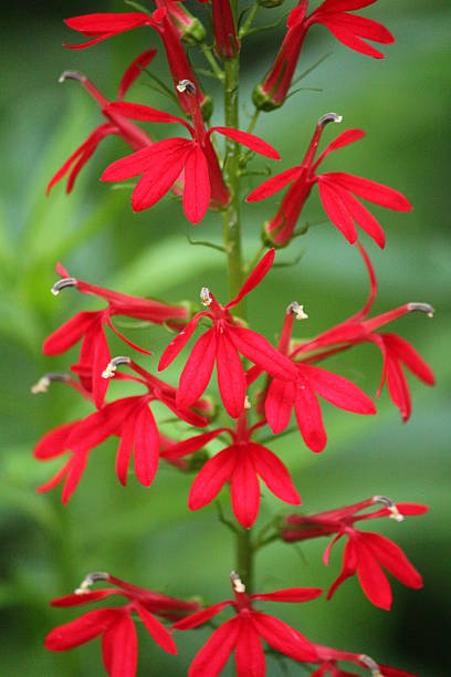 cardinal flower lobelia cardinalis bright red cardinal flower (lobelia cardinalis) close-up lobelias stock pictures, royalty-free photos & images