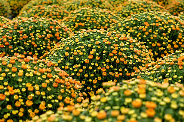 Plenty Beautiful and Fresh Small Orange and Yellow Chrysanthemum Flower Plants at the Garden. Can be used for Wallpaper Designs.