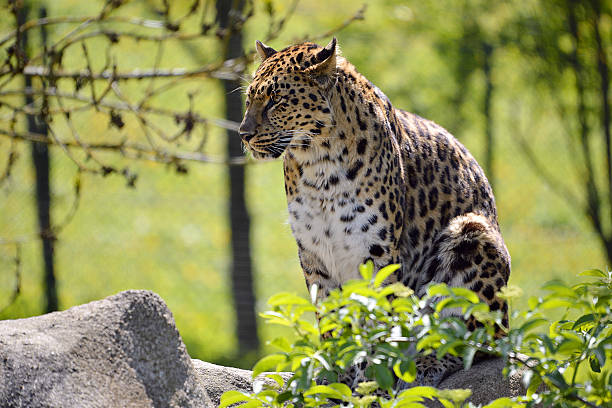 istock Closeup leopard in the vegetation 526920699