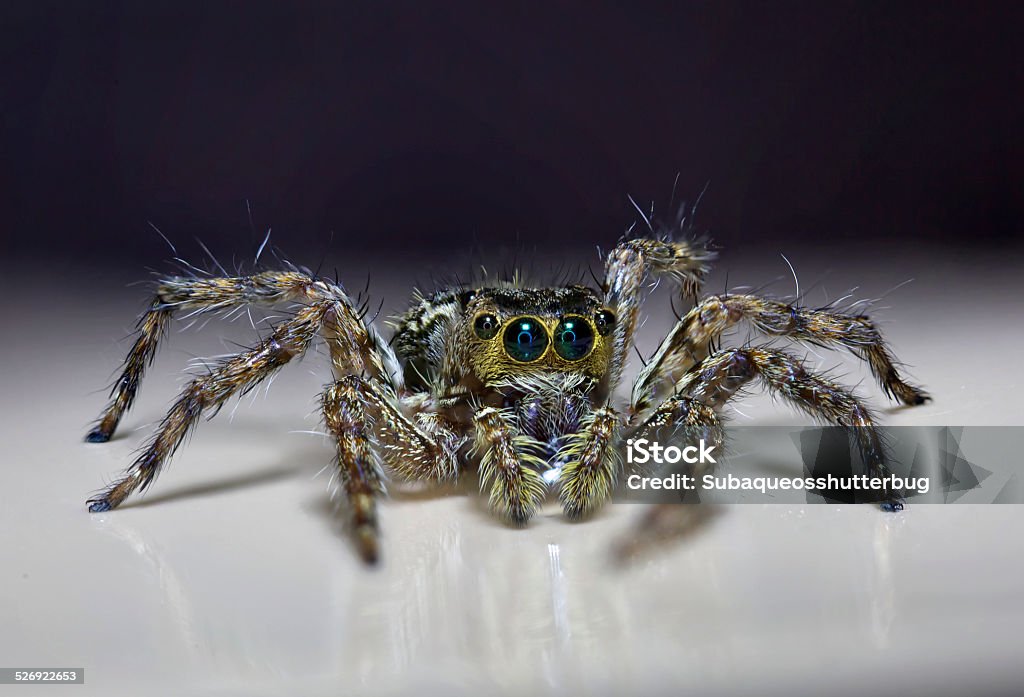 common Jumping Spider Jumping Spider is a lone predator, hunting during daylight, they prefer sunny day and like to sun bathe Animal Stock Photo