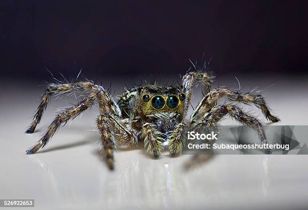 Common Jumping Spider Stock Photo - Download Image Now - Animal, Animal Body Part, Animal Eye