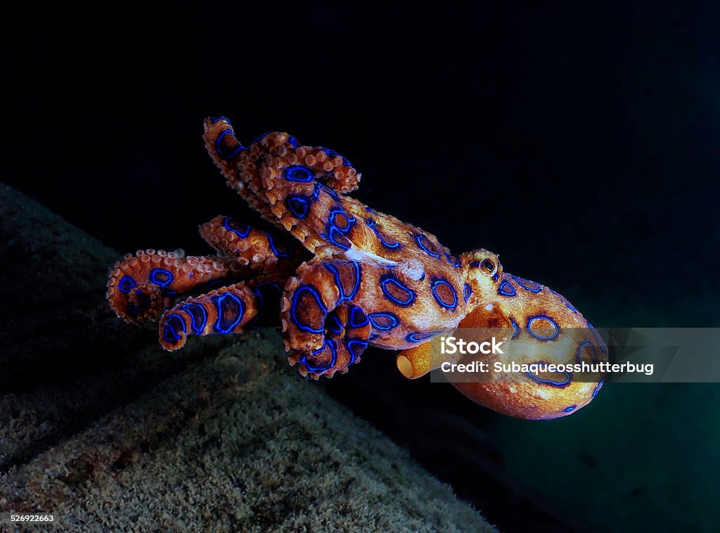 The Deadly Blue ringed octopus an agitated blue ringed octopus swimming away Blue Ringed Octopus Stock Photo