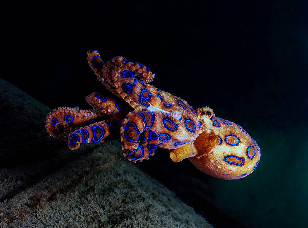 The Deadly Blue ringed octopus an agitated blue ringed octopus swimming away mabul island stock pictures, royalty-free photos & images