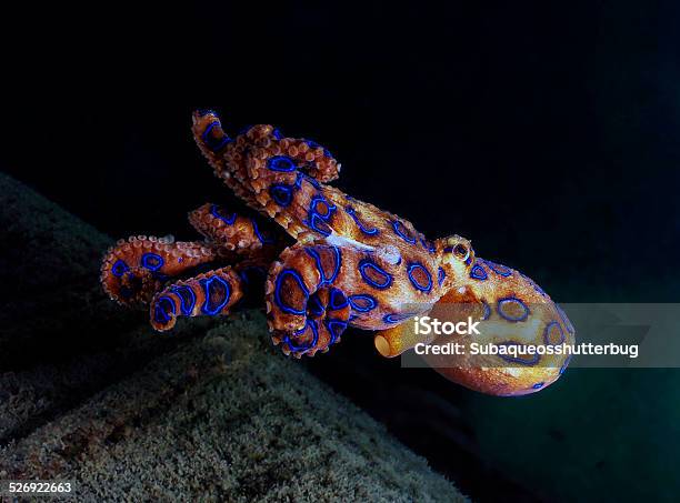 The Deadly Blue Ringed Octopus Stock Photo - Download Image Now - Blue Ringed Octopus, Octopus, Reef