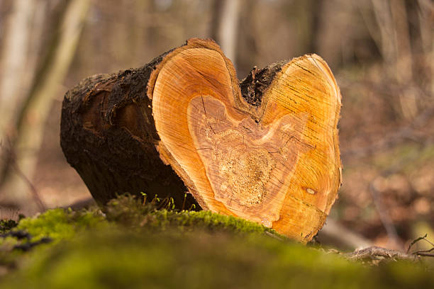 istock Love of Nature 526928565