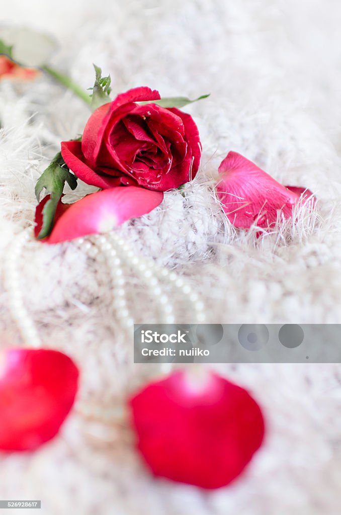 elegant rose with necklace Affectionate Stock Photo