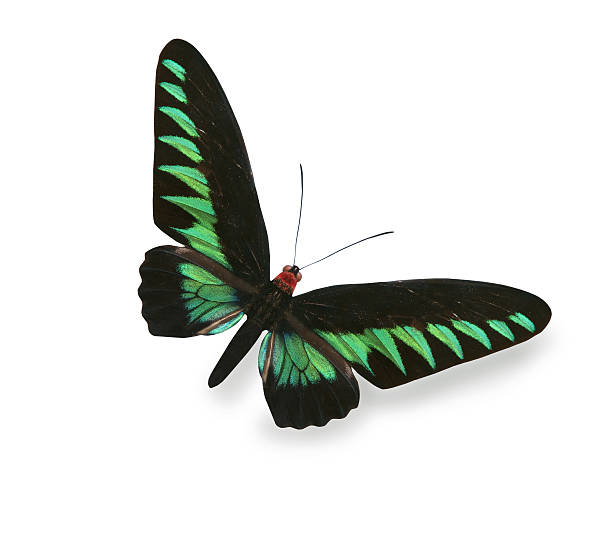 istock Green and black butterfly isolated on white 526928865