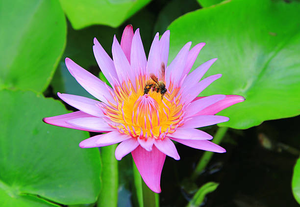 istock lotus lily water with bee 526929157