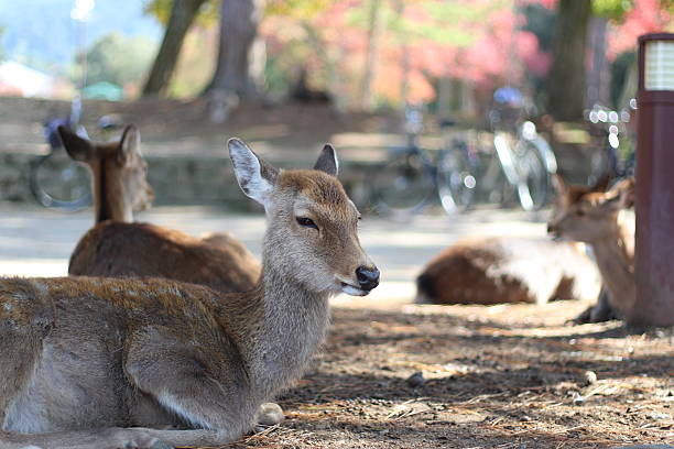 istock Deer are sunbathing, Nara, Japan 526930183