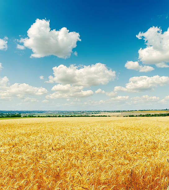 istock field with golden harvest under cloudy sky 526931047