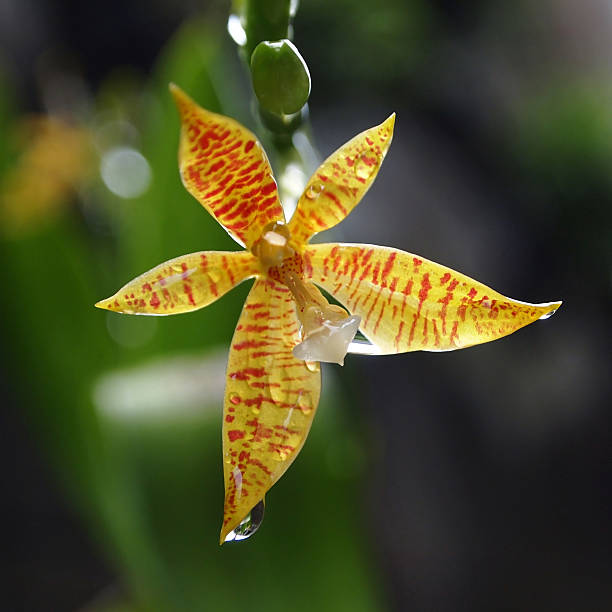 Beautiful Orchid stock photo