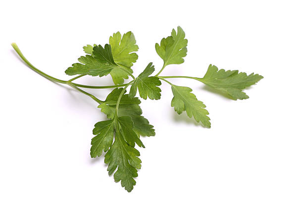istock Sprig of parsley isolated on white 526931601