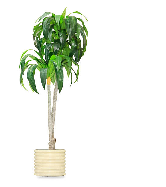 istock Big dracaena palm in a pot isolated over white 526933117