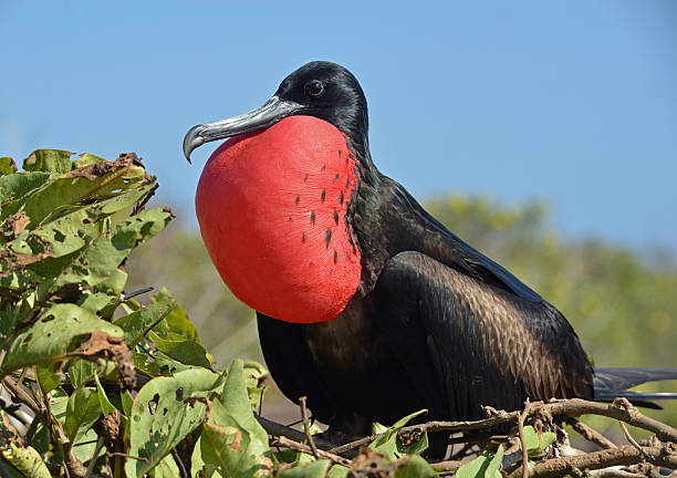 istock Male frigatebird displaying balloon, Galapagos 526933627