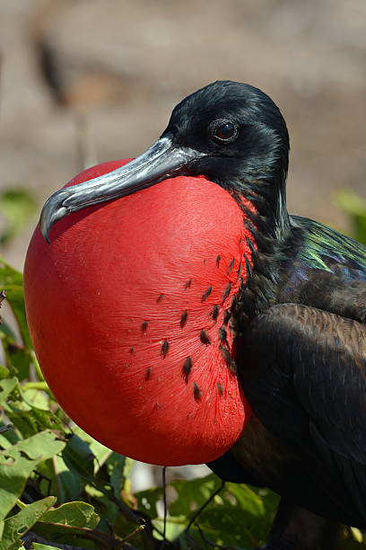 istock Magnificent frigatebird displaying balloon, Galapagos 526933629