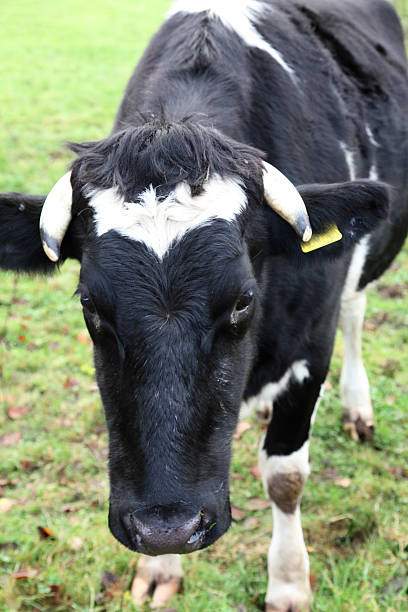 istock Holstein Friesian with horns 526933889