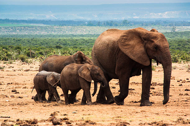 A group of African Elephants (Loxodonta africana) head towards a watering hole in Addo National Park, South Africa