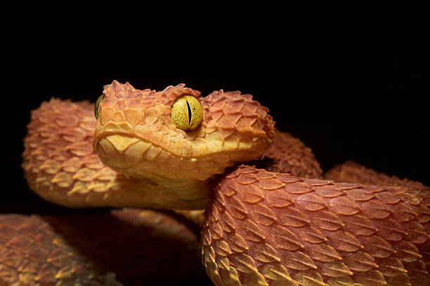 African Bush Viper -Venomous Snake African Green Bush Viper; Red Phase -Venomous Snake african bush viper venomous snake stock pictures, royalty-free photos & images