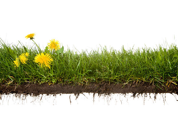 istock cross-cut of grass with flowers 526934901