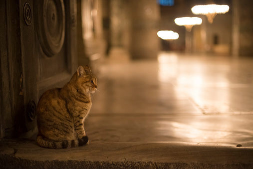 Cat sitting on the stone floor of the Hagia Sophia Mosque, Istanbul, Turkey. The cats in Istanbul are well taken care of. They are one of the kind faces of the beautiful city. Nikon D800, full frame. High ISO.