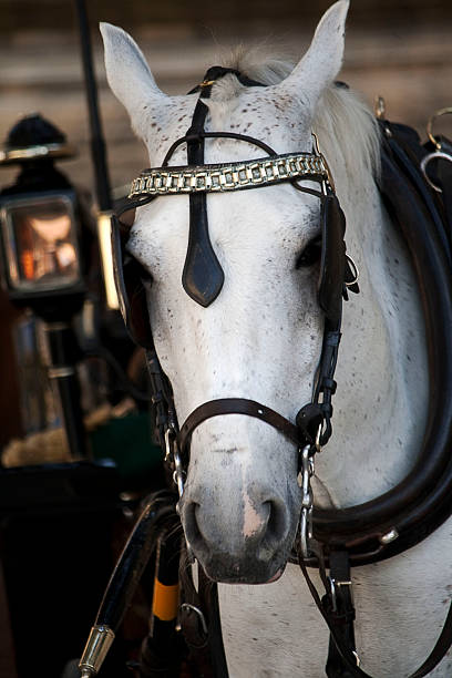 cavallo bianco - cochero foto e immagini stock