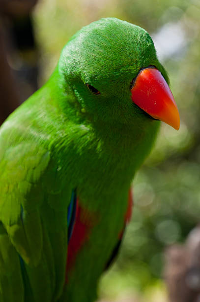 istock Closeup of green parrot 526945325